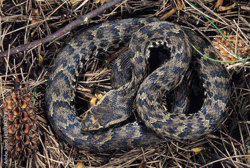 Agkistrodon Himalayanus. Himalayan Pit Viper. Venomous. Katraj Snake Park, Pune, Maharashtra, India.