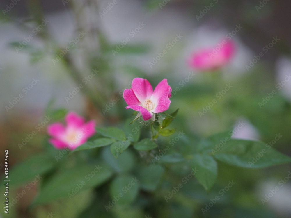 pink rose flower arrangement Beautiful bouquet on blurred of nature background