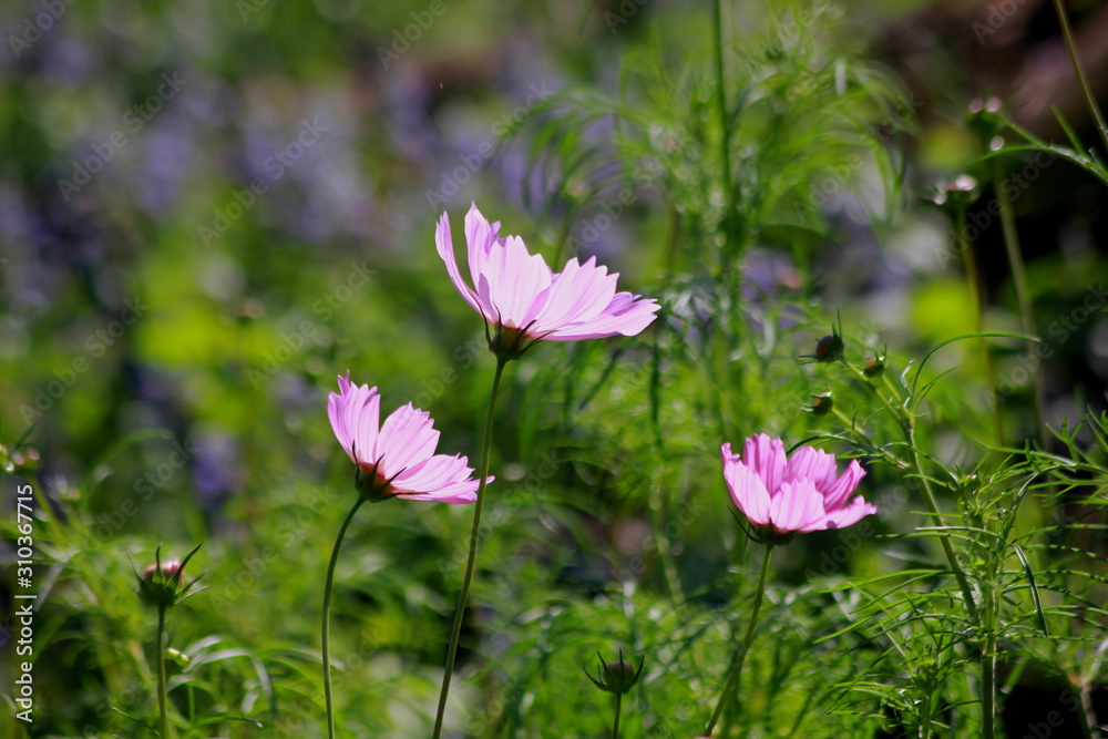 Cosmos flowers in the garden, Green background, blurry flower background, light pink cosmos flower.