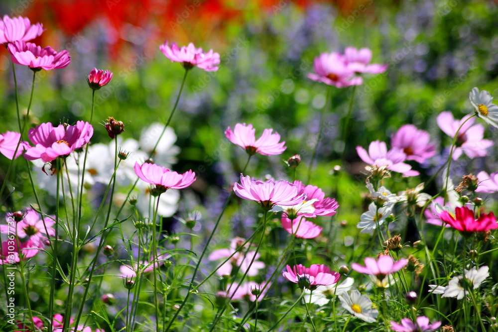 Cosmos flowers in the garden, Green background, blurry flower background, light pink cosmos flower. Cosmos flowers in the garden, Green background, blurry flower background, light pink cosmos flower.