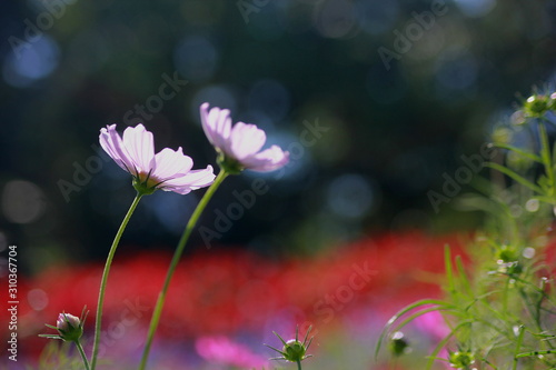 Cosmos flowers in the garden, Green background, blurry flower background, light pink cosmos flower. © Chaleow