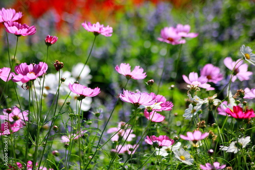 Cosmos flowers in the garden, Green background, blurry flower background, light pink cosmos flower.