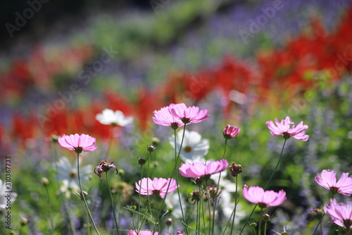 Fototapeta Naklejka Na Ścianę i Meble -  Cosmos flowers in the garden, Green background, blurry flower background, light pink cosmos flower.