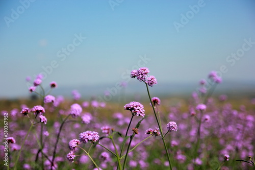 Fototapeta Naklejka Na Ścianę i Meble -  Verbena purple flowers in the garden on blue sky, purple flower vintage, blurred and soft background.