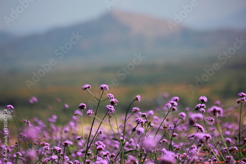 Verbena purple flowers in the garden, purple flower vintage, blurred and soft background. © Chaleow