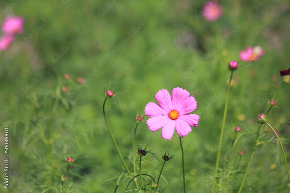 Cosmos flowers in the garden, Green background, blurry flower background, light pink cosmos flower. Cosmos flowers in the garden, Green background, blurry flower background, light pink cosmos flower.