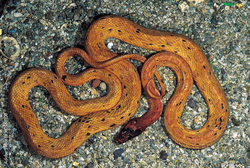 Spalerosophis Diadema. Variety: Atriceps. Royal snake. Non venomous. Katraj  Snake Park, Maharashtra, India. photo