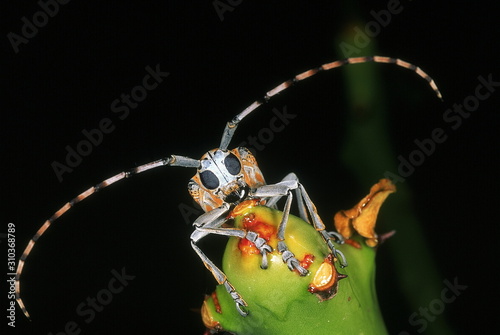 Photography LONGHORN BEETLE ON EUPHORBIA CLOSE UP HORIZONTAL