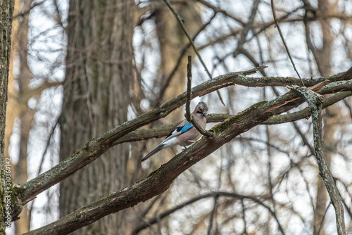 Jay bird (Garrulus glandarius) on a tree in the forest