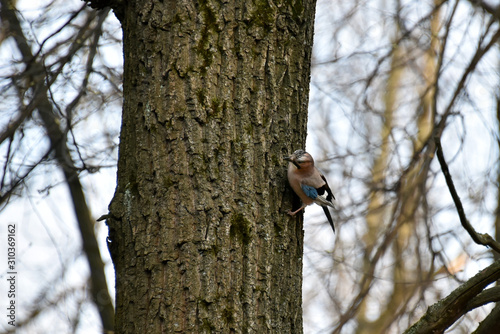 Jay bird (Garrulus glandarius) on a tree in the forest