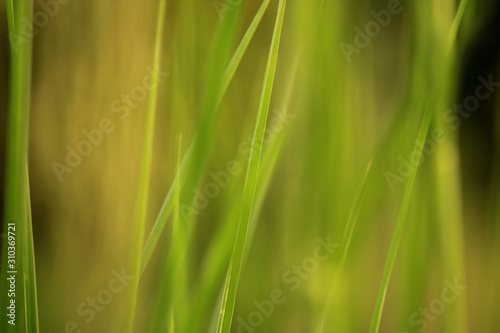 Long Green Grass with green background