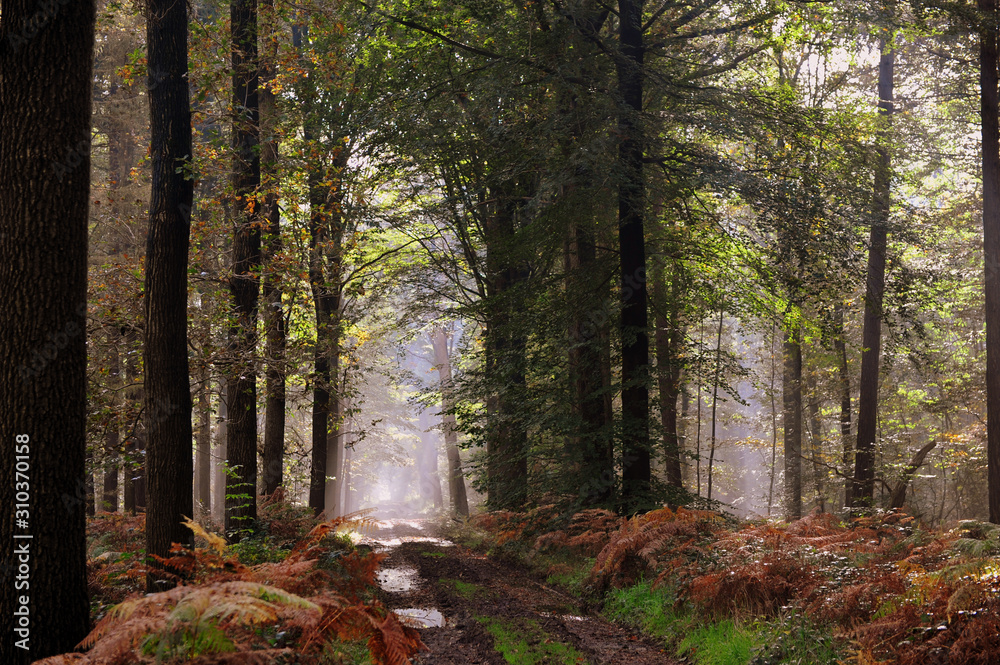 Obraz premium forest