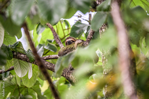 sloth three toe juvenile playful in tree manuel antonio national park costa rica, central america in tropical jungle photo