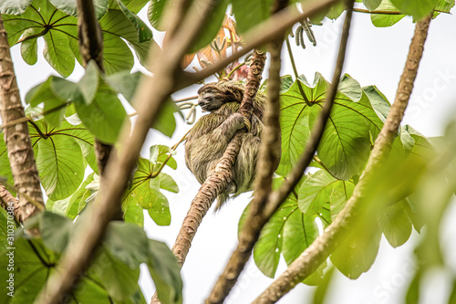 sloth three toe juvenile playful in tree manuel antonio national park costa rica, central america in tropical jungle photo