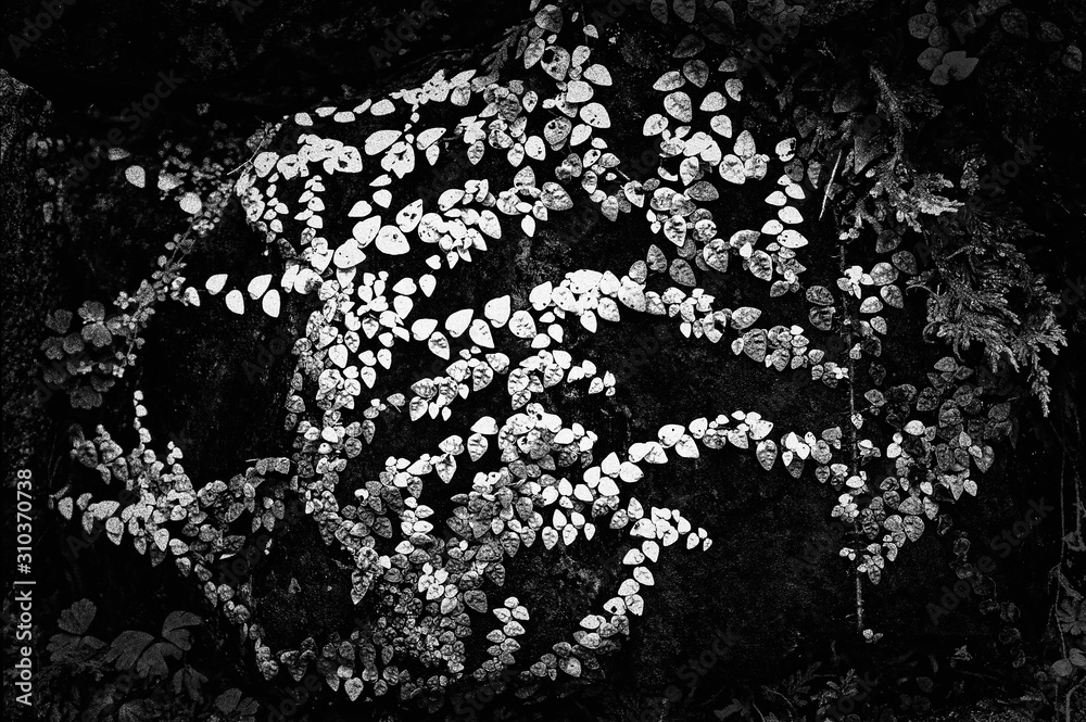 石垣を這う蔓草の模様・モノクローム #01 / 山口県岩国市横山紅葉谷公園