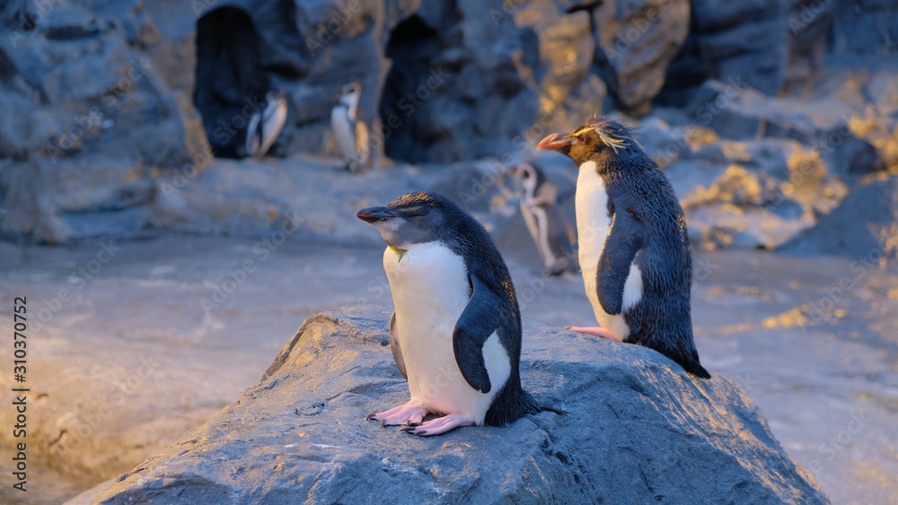 Obraz premium ペンギン