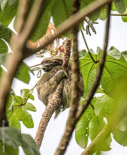 sloth three toe juvenile playful in tree manuel antonio national park costa rica, central america in tropical jungle photo