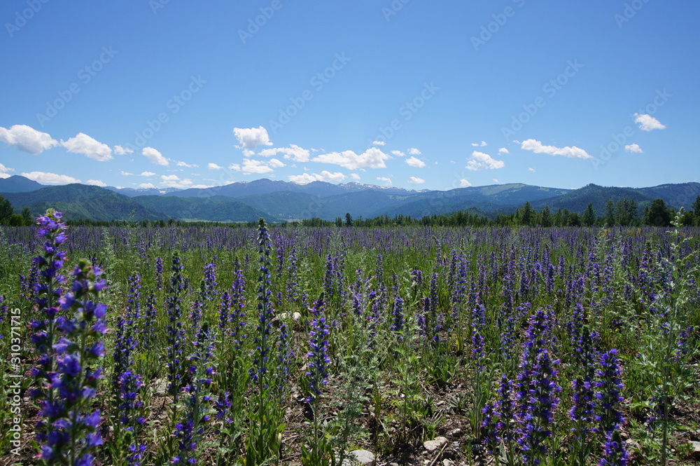 field, landscape, flower, nature, summer, sky, meadow, flowers, mountain, spring, green, blue, grass, purple, lavender, agriculture, plant, mountains, countryside, rural, farm, beautiful, clouds, beau field, landscape, flower, nature, summer, sky, meadow, flowers, mountain, spring, green, blue, grass, purple, lavender, agriculture, plant, mountains, countryside, rural, farm, beautiful, clouds, beau