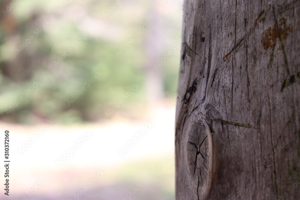 Obraz premium Trunk of a tree in focus with a green lush campground in the background with cuts in the weathered wood
