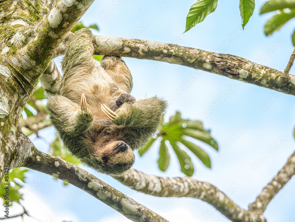 Fototapeta premium A brown throated 3 toed sloth hanging i a tree with a Baby in Costa Rice Rainforest national park