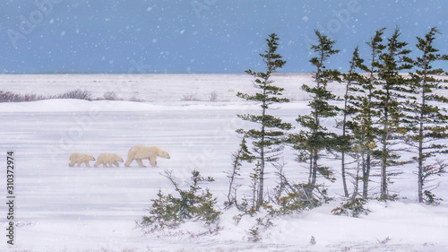 a mother polar bear leads her two cubs through blowing snow in cold conditions. Churchill, Manitoba.