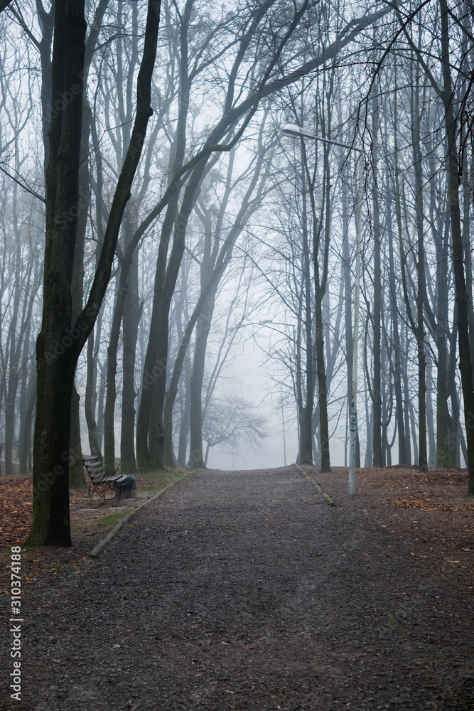 Naklejka premium The foggy dark forest in the morning looks magical