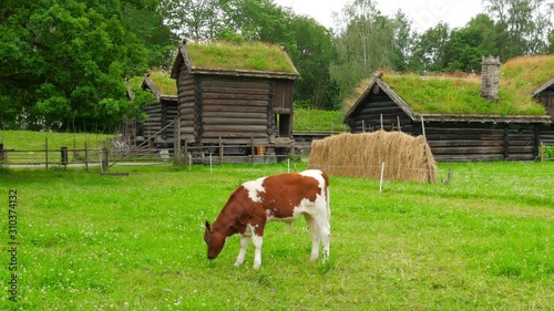 animal husbandry livestock breeding, norwagian village, green grass rooftop, norway photo