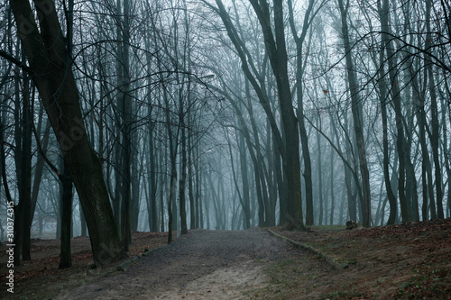 The foggy dark forest in the morning looks magical © Orest