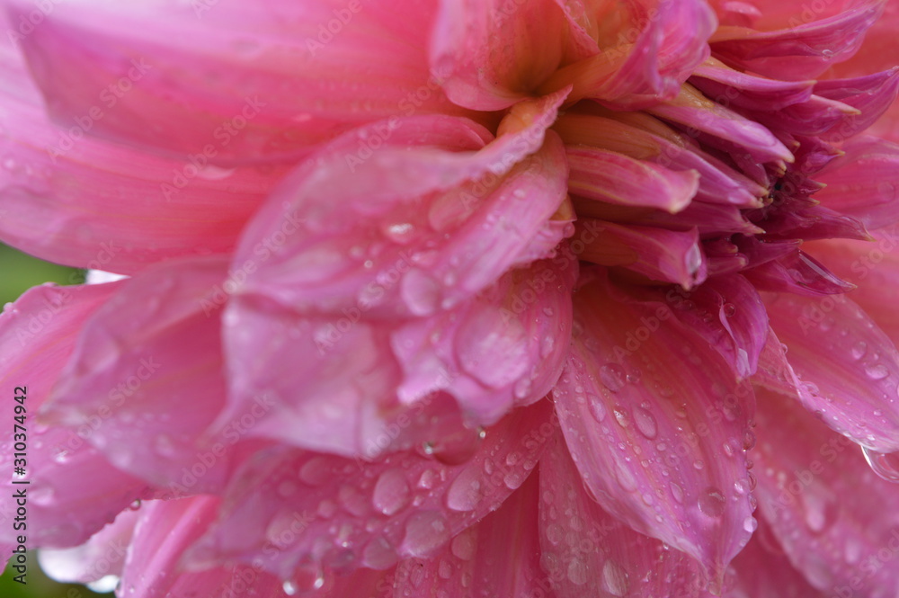 Fototapeta premium Flor