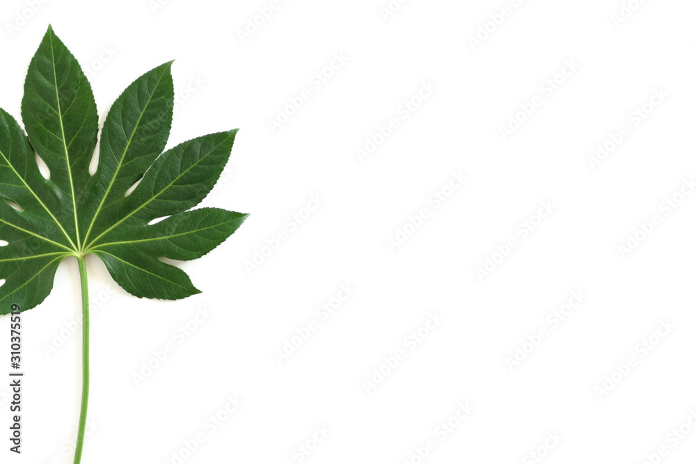 Green aralia leaf on white background with copy space