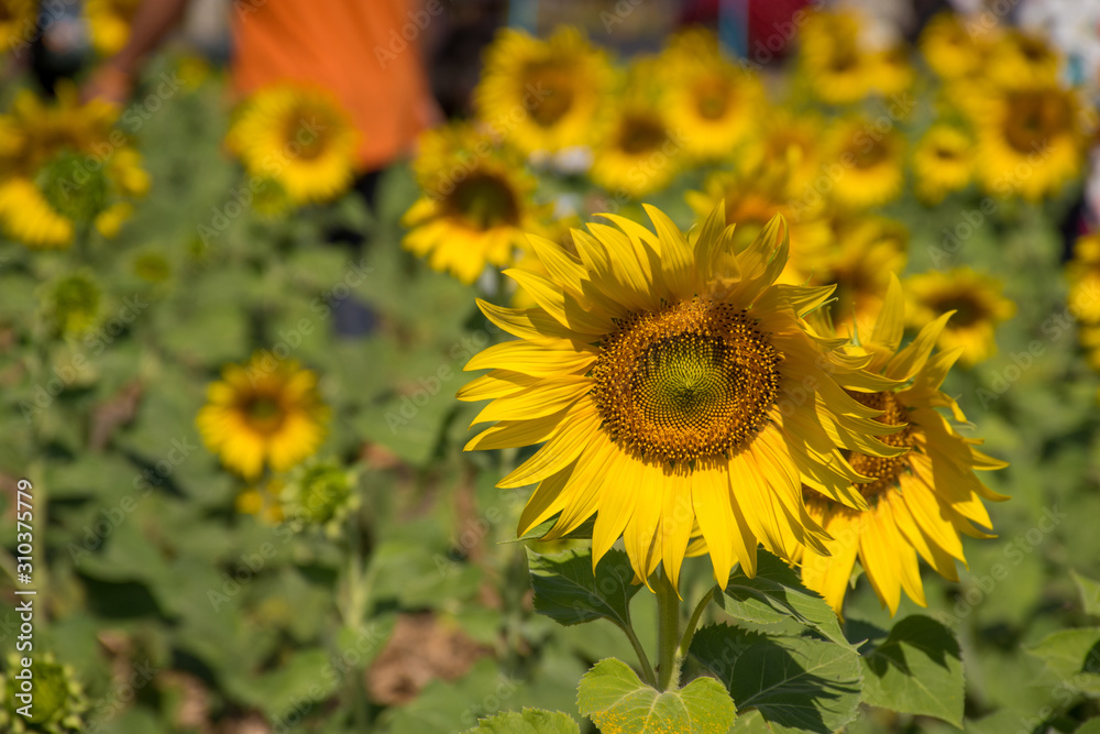 Fototapeta premium daytime Thailand outdoor garden background many sunflower nature is beautiful wallpaper