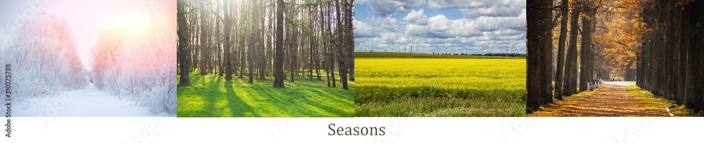 Obraz premium Collage seasons . All season. Seasons in one photo. Winter spring summer autumn. Tree branch. Grass with dew. Nature.