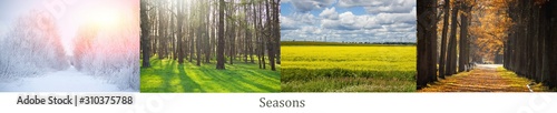 Collage seasons . All season. Seasons in one photo. Winter spring summer autumn. Tree branch. Grass with dew. Nature.