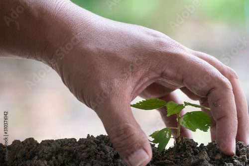 Hands of the men plan a tree, Young plant growing from soil