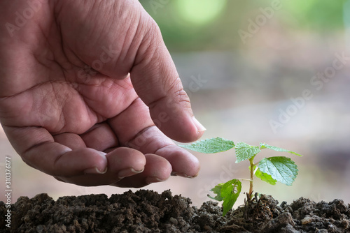 Hands of the men plan a tree, Young plant growing from soil