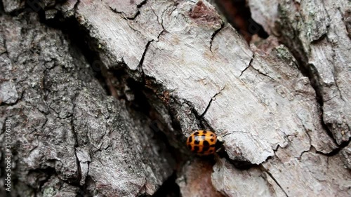Ladybug runs on a tree overcoming obstacles.