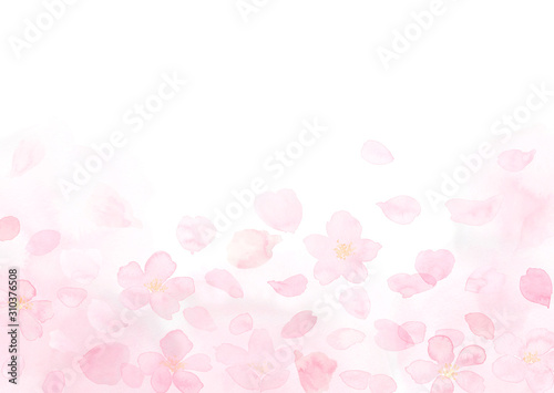 Fototapeta Naklejka Na Ścianę i Meble -  桜と花びら　ふわり　水彩