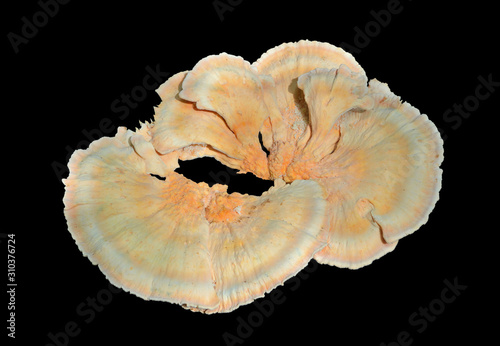 Edible mushroom (Laetiporus sulphureus) 4
