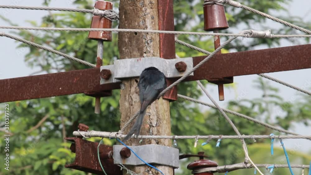 Black Drongo bird with two tails sitting on electric line or electric post on the morning Black Drongo bird with two tails sitting on electric line or electric post on the morning