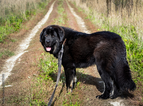 Black Newfoundland dog with a leash outdoors in rural location on country road