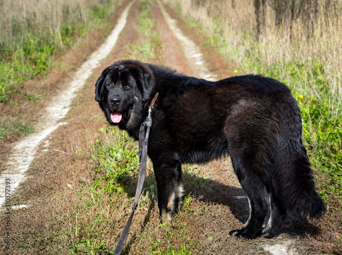 Black Newfoundland dog with a leash outdoors in rural location on country road photo