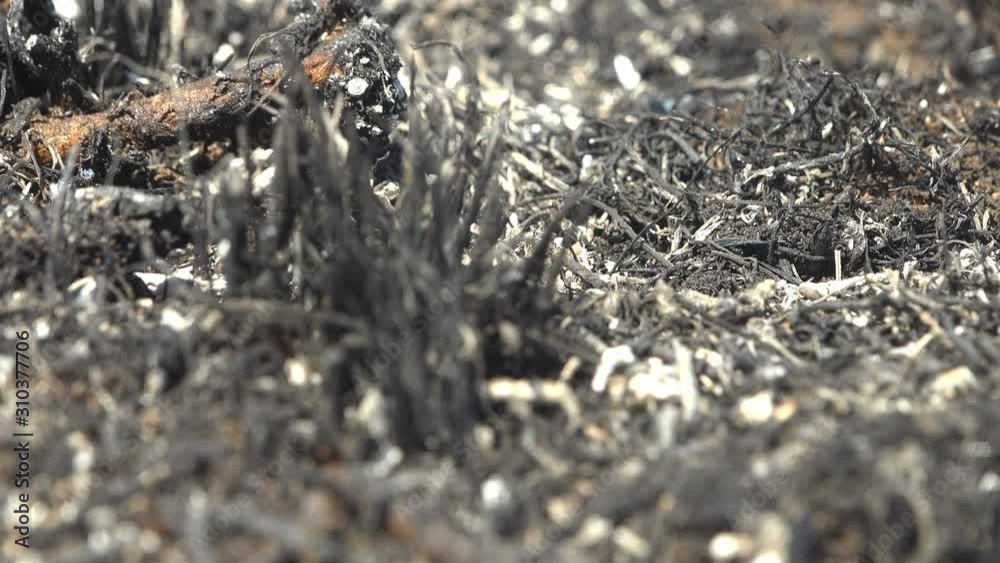 Macro view of dead scorched grass on black meadow after wild fire that destroyed all living things, insects, snails