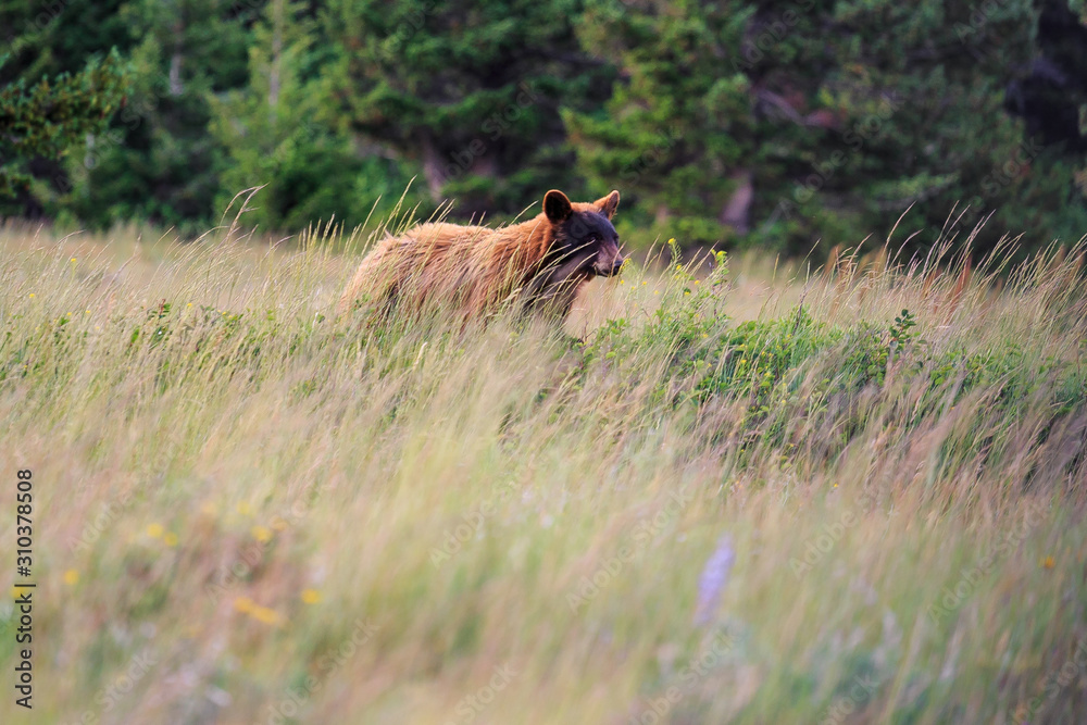 Young Grizzly Bear in Glacier National Park Young Grizzly Bear in Glacier National Park