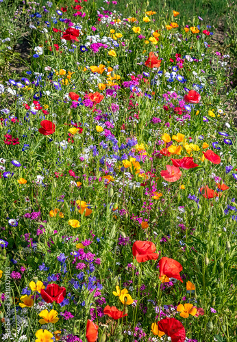 beautiful nature background of different summer flowers. Vertical view