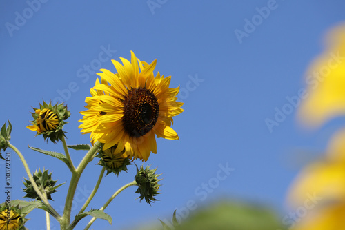 Sunflower blooming on the tree with blue sky background  sunflowers are cultivated for their edible seeds. which are an important source of oil for cooking.