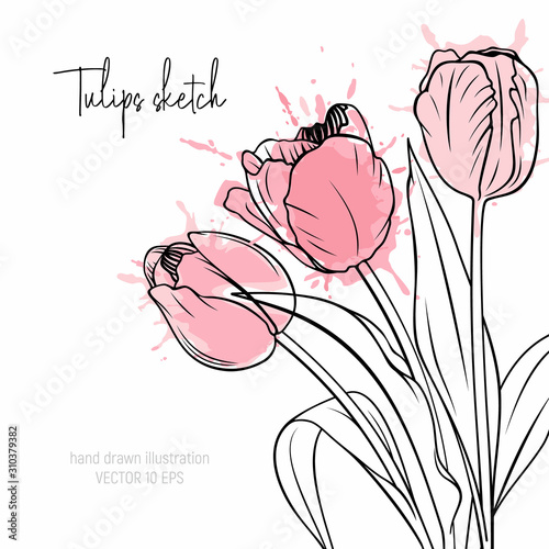 Tulips sketch with watercolor splash. Spring flowers vector illustration. Aquarelle drawing bouquet.