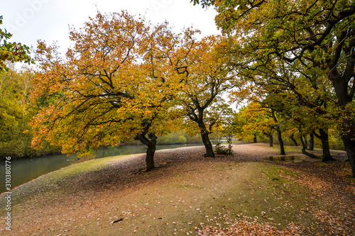 A walk in Epping Forest in autumn colors