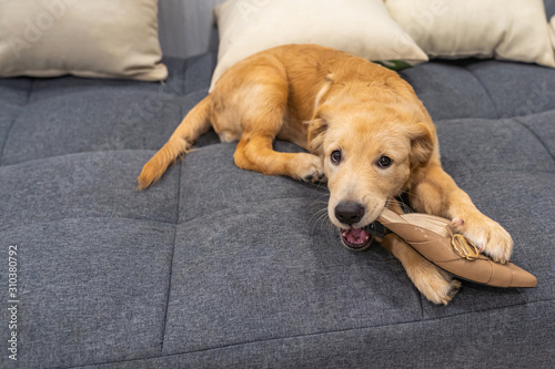 Guilty golden puppy biting shoe on sofa at living room