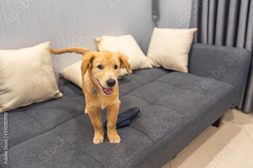 Smiling golden puppy playing on the sofa with a slipper