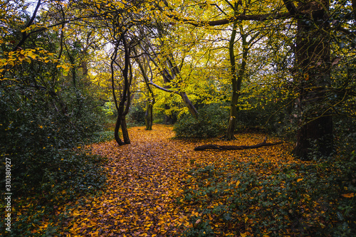 Valokuva A walk in Epping Forest in autumn colors